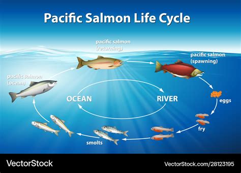 Diagram showing pacific salmon life cycle Vector Image