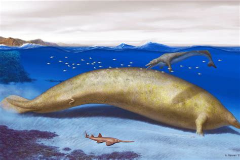 Perucetus colossus whale may be the largest animal that ever lived • Earth.com