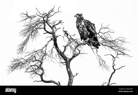 Young White Tailed Eagle sitting on a tree in black and white Stock Photo - Alamy