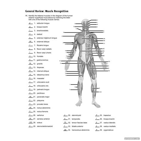 Printable Worksheets Muscle Anatomy - Gridgit.com