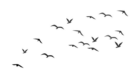 Flying Bird Silhouette