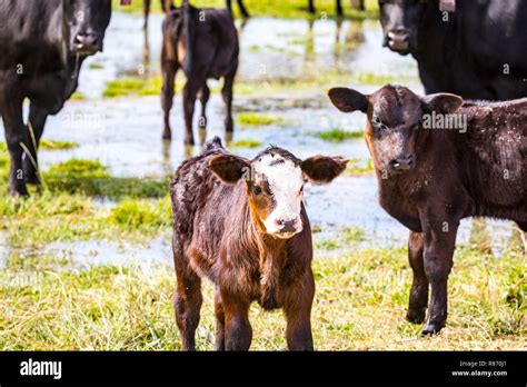 Young calves grazing at the Merced National Wildlife Refuge in the ...