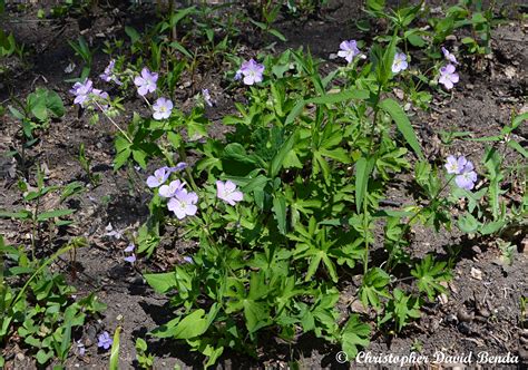 Geranium maculatum | Illinois Botanizer