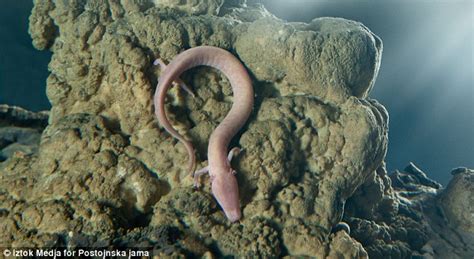 Olm salamander eggs hatching at a cave in Slovenia (PHOTO) - dBTechno