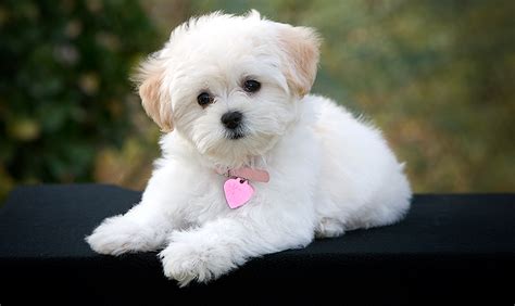 The Best Small Dog Breeds - All About Dogs