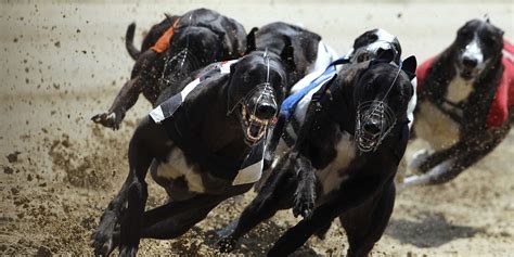 Boylesports com Irish Greyhound Derby Round 3 - Greyhound Star | News ...