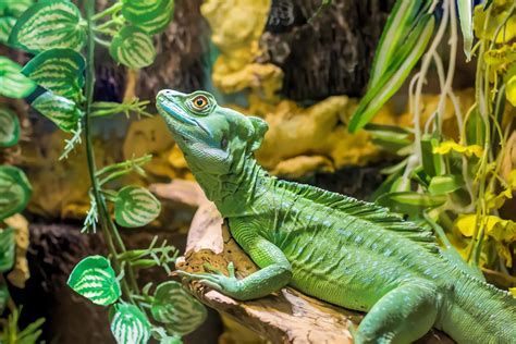 En un estudio científico advierten que un 20% de la población de reptiles está bajo peligro de ...