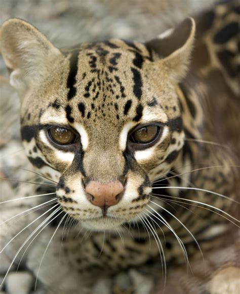 Ocelot of spots! Moody Gardens Rainforest | Wild animals pictures, Wild ...