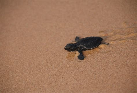 Sri Lanka Turtle Conservation: Volunteer with turtles abroad