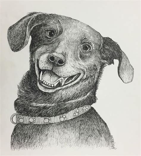 Smiling dog Drawing by Heidi Creed | Fine Art America