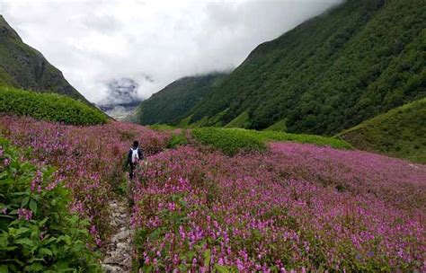 Valley of Flowers Trek, Best Time For Valley of Flowers Trek - TrvMe