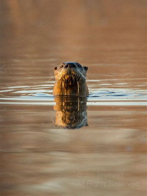 Northern River Otter (Lutra canadensis) - Kayaking with a Friend | Show ...