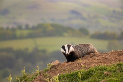 Moorland badger habitat - Francis J Taylor Photography