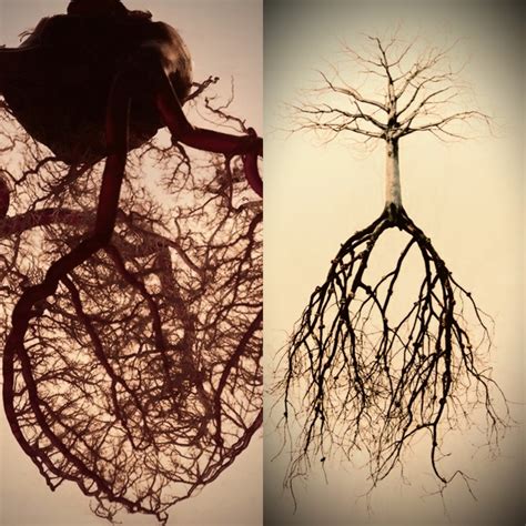 1000+ images about Veins on Pinterest | Pictures of, The leaf and ...