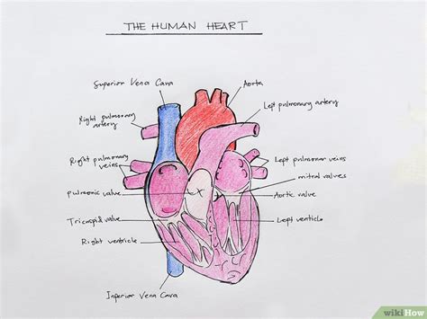 Cómo dibujar la estructura interna del corazón