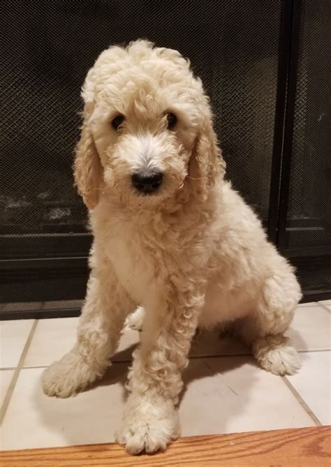 Double Doodle Puppies For Sale | Orrville, OH #312062