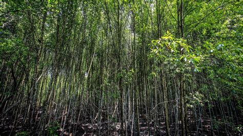 Kuala Selangor Nature Park - Tourism Selangor