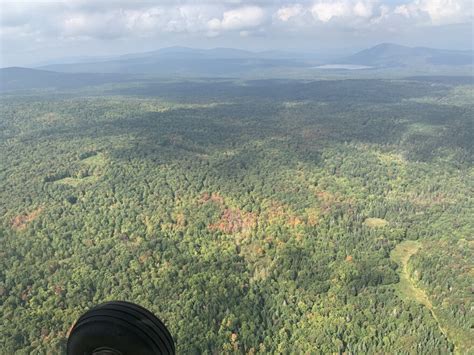 Vermont fall foliage forecast 2023: Forester predicts a good season | Vermont Public