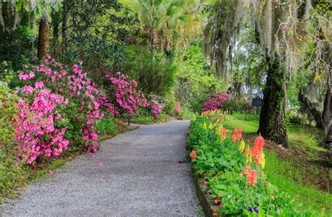 South Carolina Garden Walkway Flowers Azaleas Stock Image - Image of walkway, seasonal: 69907737