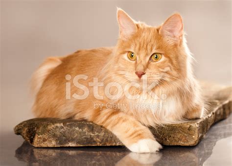 Kurilian Bobtail Cat Stock Photos - FreeImages.com