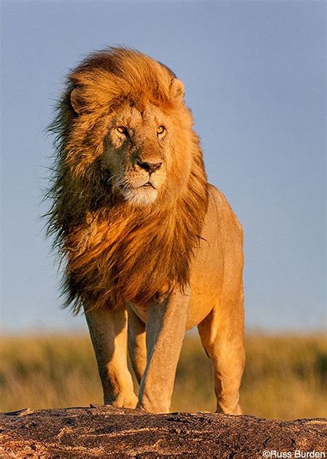 Leão | Panthera leo | Fotos de animais selvagens, Imagens de animais selvagens, Fotos de leão