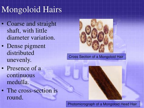 PPT - The Forensic Analysis of Hair PowerPoint Presentation, free download - ID:4416292