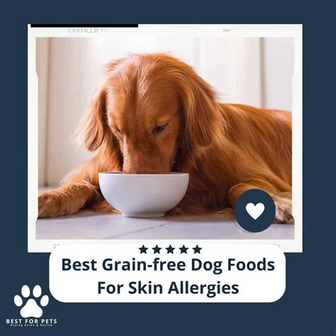 The 11 Best Grain-Free Dog Foods For Skin Allergies - BestForPets.org