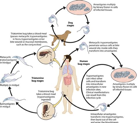 Life cycle of Trypanosoma cruzi. An infected triatome vector or...