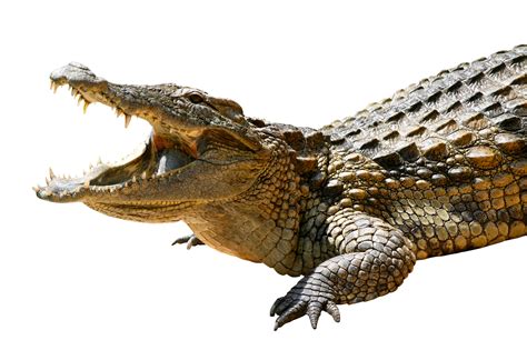 Crocodile PNG Image | Crocodile, Animals, Png images