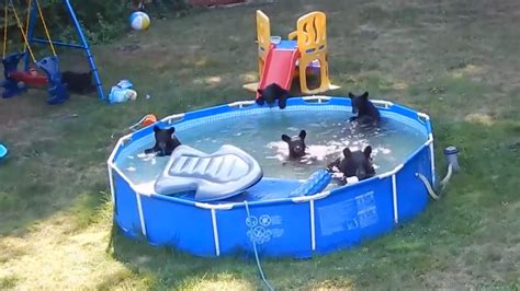 Adorable video of bear cubs swimming in a pool will make your day (WATCH) – SheKnows