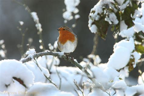 Robin in snow photo WP27604