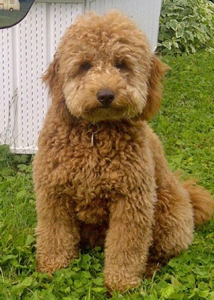 Mini Goldendoodle for Sale Near Me | Mini Goldendoodle