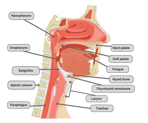 Anatomy Of The Back Of The Throat - slideshare