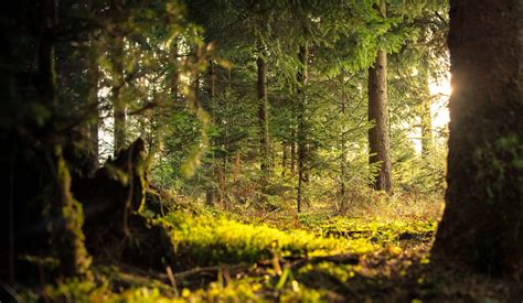 Estudio señala que salvar los bosques es la mejor herramienta para combatir el cambio climático