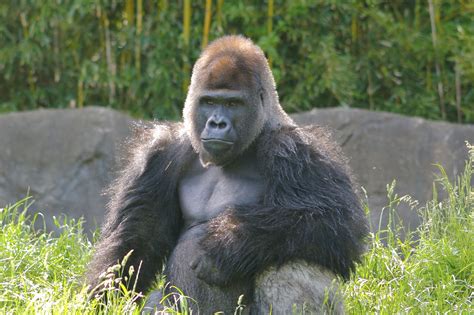 File:Big Male Gorilla.jpg - Wikimedia Commons