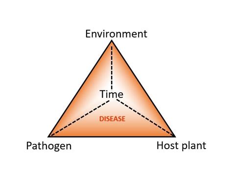 The Deadly Disease Triangle - Eco Tree Company