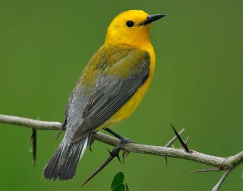 Prothonotary Warbler Songs and Calls - Larkwire