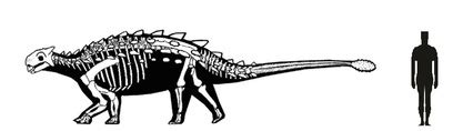 Ankylosaurus - Everything Dinosaurs