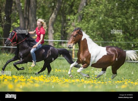 Woman riding paso fino horse hi-res stock photography and images - Alamy