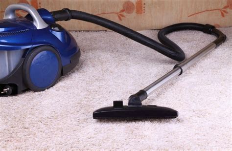 Carpet Cleaning Tips for Pet Owners - Miss Molly Says