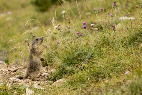 Juvenile marmot eating flowers - Nature Stock Photo Agency