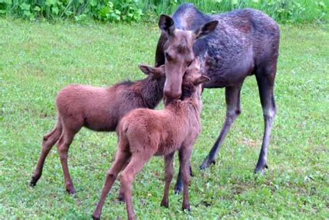 moose-and-calves - East Kootenay News Online Weekly