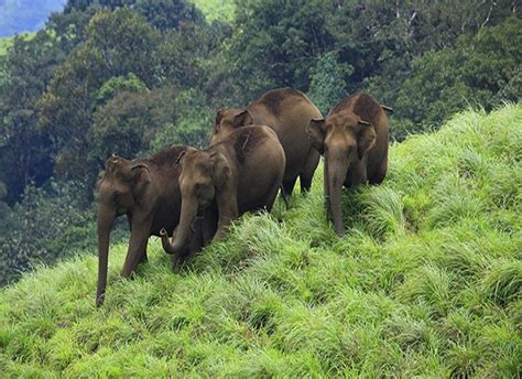 Top 10 Wildlife Sanctuaries and National Park in Kerala