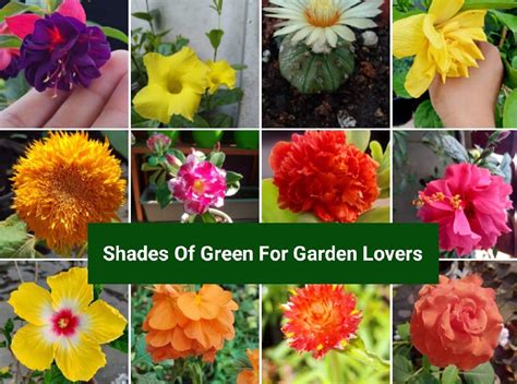 Shades of Green for Garden Lovers