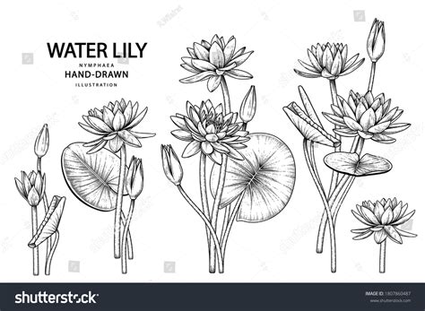 6,034 Water Lily Outline Images, Stock Photos & Vectors | Shutterstock