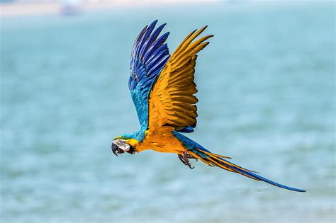 Macaw Low Poly Digital Art, parrot, macaw, birds, artist, artwork ...