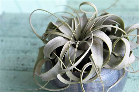 25 Air Plant Types To Grow Indoors