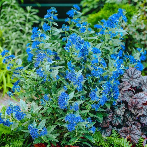 First Choice Blue Mist Shrub | Gurney's Seed & Nursery Co.