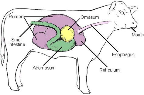 38 General Animal Science ideas | animal science, science, kentucky ...