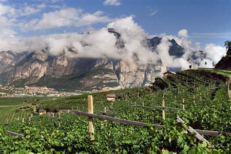 Terroir is the way in which a region's climate, soil, and terrain ...